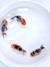 2P80С���~���^�p�~��ˮ�ͻ���B�~��ˮ�t���\�����~С���~�ݽ��~