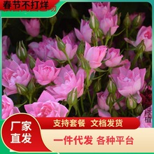 一件代发天荷繁星月季 微型灌木多头多季开迷你玫瑰荷花型阳台花