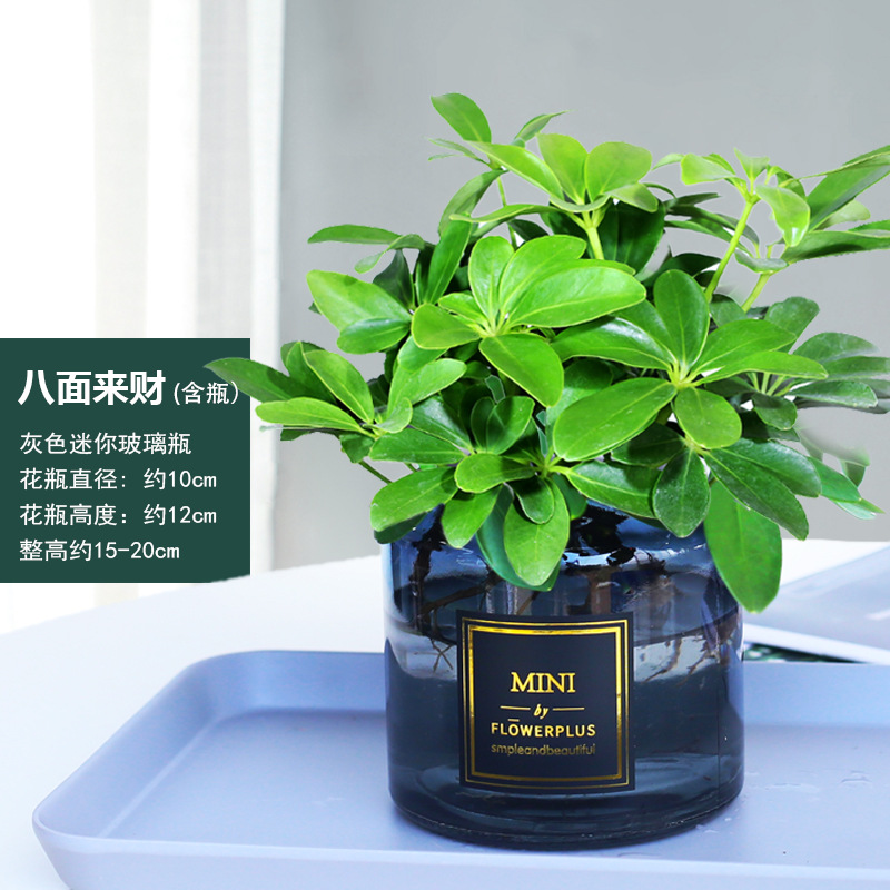 바팡라이카이 4그루(회색병) + 영양액