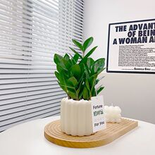 金钱树发财树盆栽室内绿植植物净化空气除甲醛懒人好养活盆景热卖