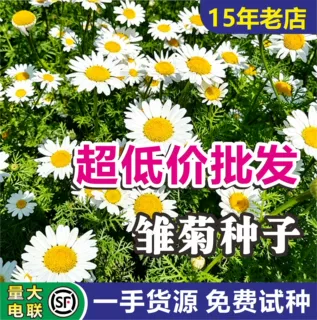 批发小雏菊种子混色多年生四季易活庭院阳台盆栽花海园林绿化花卉