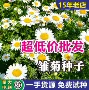 四季园林多年生庭院种子