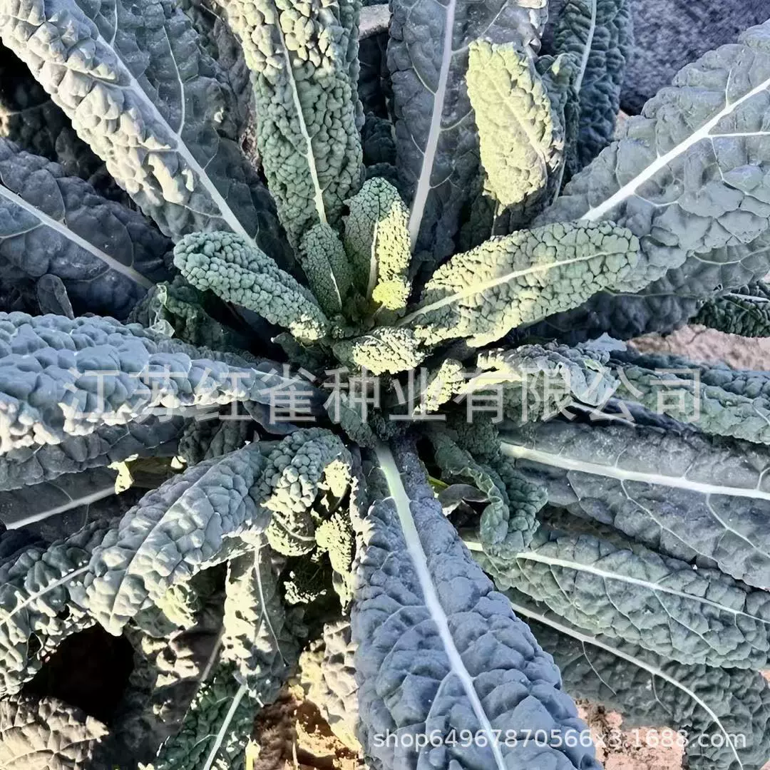 Семена черной капусты с морщинистыми листьями, листовая черная капуста, семена капусты с морщинистыми листьями, хрустящий и вкусный салат