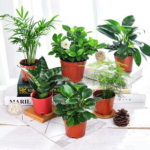 �k���҃Ⱥ��B�ļ����Gˮ������ֲ��GֲС��������ӼҺ��B����