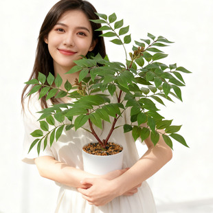 ����Gֲ����ֲ����ľ�~��ֲ��С��֦���Ԗ|�ρ��͏d�����b[��