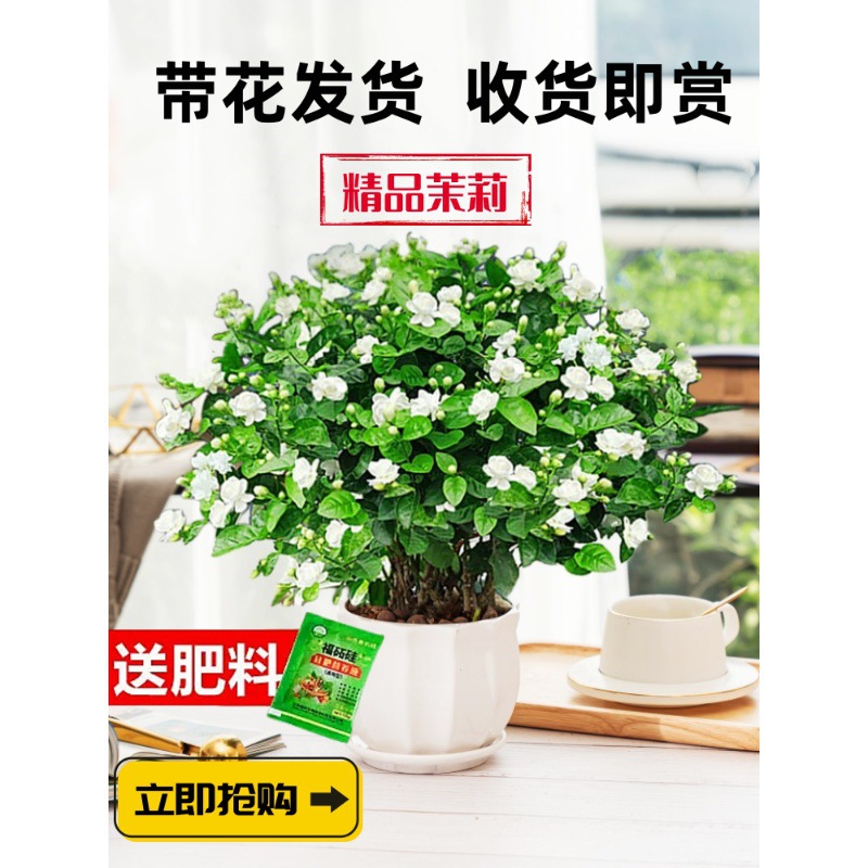 茉莉花苗盆栽带花苞九里香老桩驱蚊水培栀子花卉绿绿植室内四季花