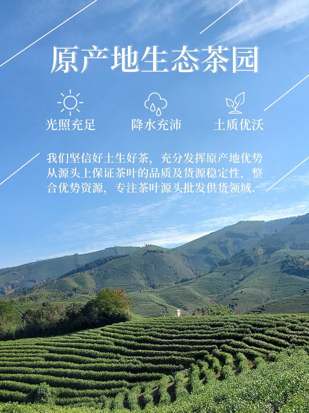 原产地生态茶园