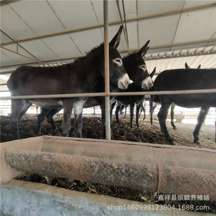 �����H�����u�� �����Hë�H�̻��w ���H�r�� �������H�Bֳ��