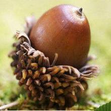 青冈树木 青钢树种子 橡子树种子·新种子烧柴树种子