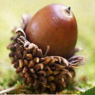 ������ľ ��䓘�N�� ���Ә�N��&middot;�·N�ӟ����N��