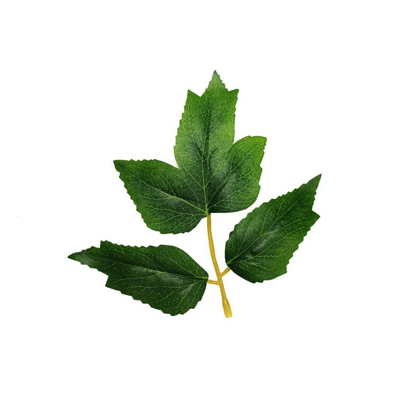 모란의 삼차 잎