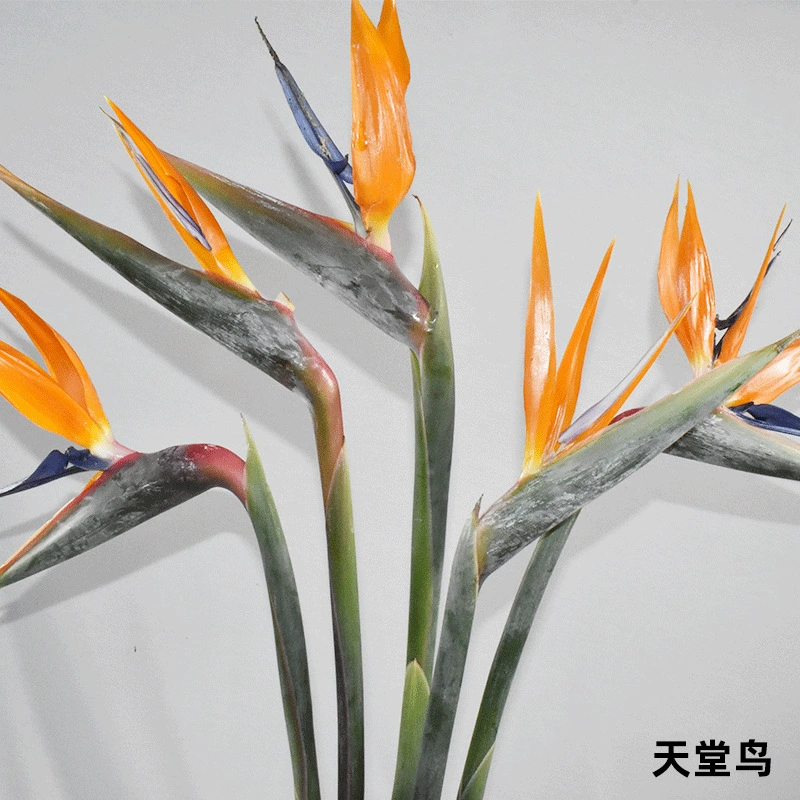 [Райская птица] Юньнань Цветочная база Оптовая Cranowanglan Подарки Украшение дома Свежесрезанные цветы
