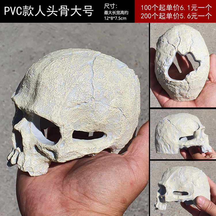 PVC 인간 두개골 대형