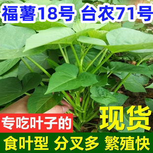 �����~�ļt���N����ʳ�~�ͼt�����߲�ʳ�÷����~�����̨�r71�ع�