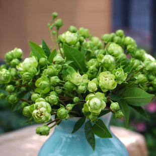Green Lightning Rose Seedlings, Blooming Rose Seedlings, Four-Season Potted Florals, Climbing Plants, Vines, Rose Trees, Green Plants