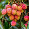 Maoming Gaozhou March Red Lychee Now pick Now send One piece On behalf of Group purchase market