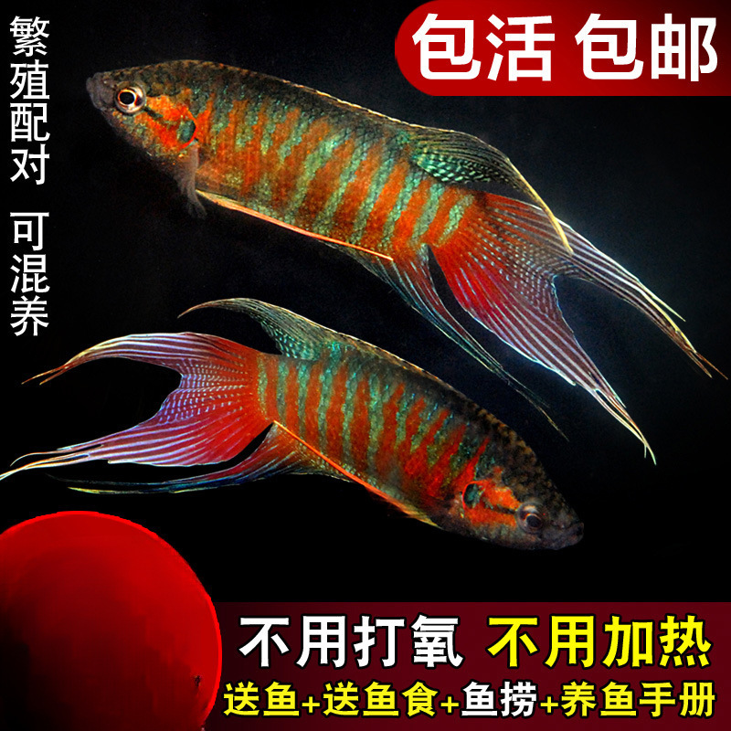 中国斗鱼活鱼普叉冷水淡水观赏鱼旁皮婆叉尾耐养花手巾好养