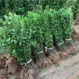 Holly Saplings French North American Holly Fence Wall Hokkaido Holly Courtyard Wall All Year Round Evergreen Cold-Resistant Saplings