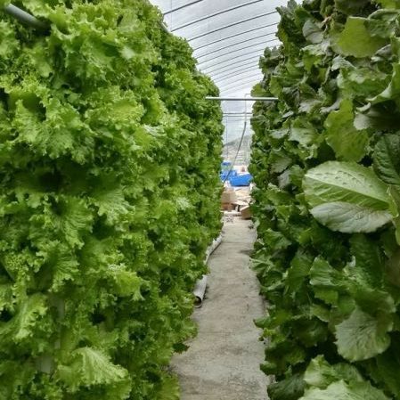 柱定植杯青家庭配管エアゾール機培設備無土栽培野菜水培ベランダ野菜栽培設備|undefined