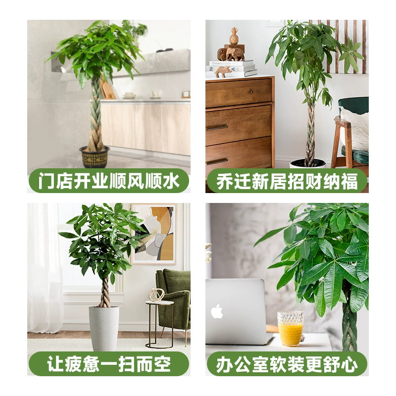 Денежное дерево в горшке для гостиной, чтобы привлечь богатство, зеленое растение для офиса, для помещений, для переезда в новый дом