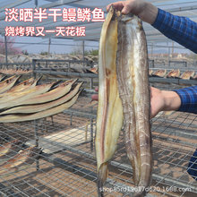 青島特色七星海鰻魚干鰻鱗魚干正宗星鰻干油鰻魚干貨甜曬魚干