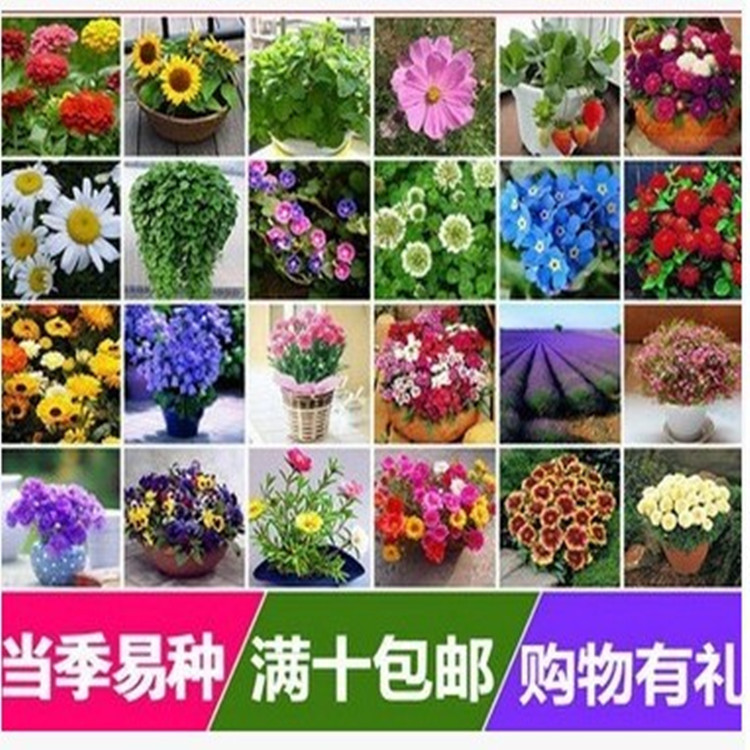 花种子套餐四季种易活室内阳台盆栽绿植当季易种植物庭院花卉花籽