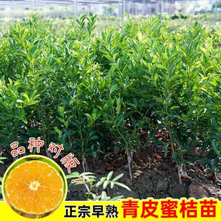 广西树苗正宗早熟青皮蜜桔树苗日南一号无核青皮柑橘苗蜜橘苗