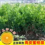 广西早熟正宗无核树苗