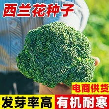 mNݻ˷Nļ߲绨Ҭ˷N๣ɻ{ﶬ