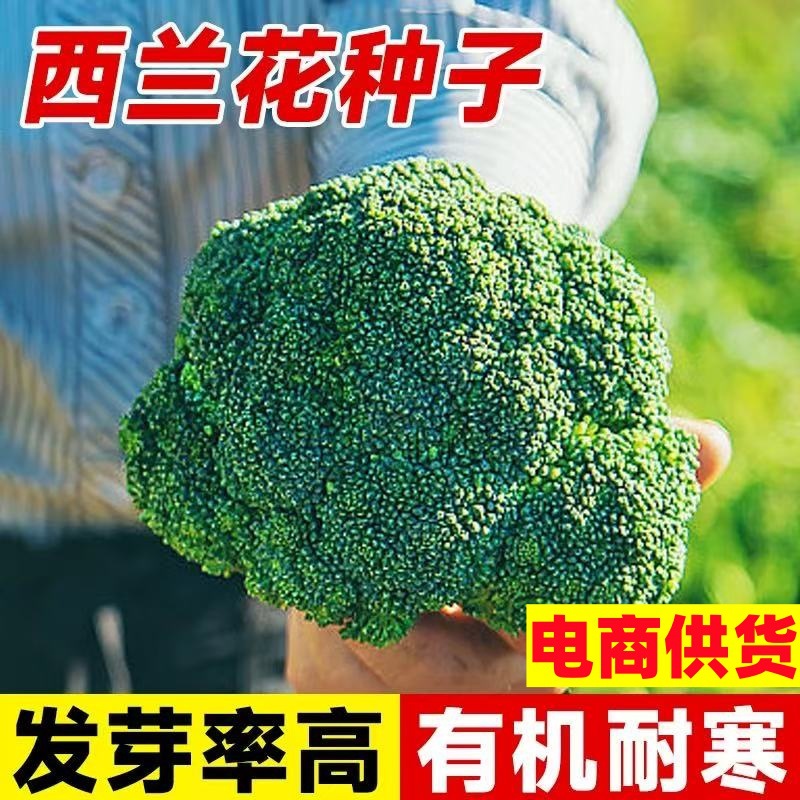 西兰花种孑花菜种籽四季蔬菜秧苗花椰菜种子青梗松花菜西蓝花秋冬