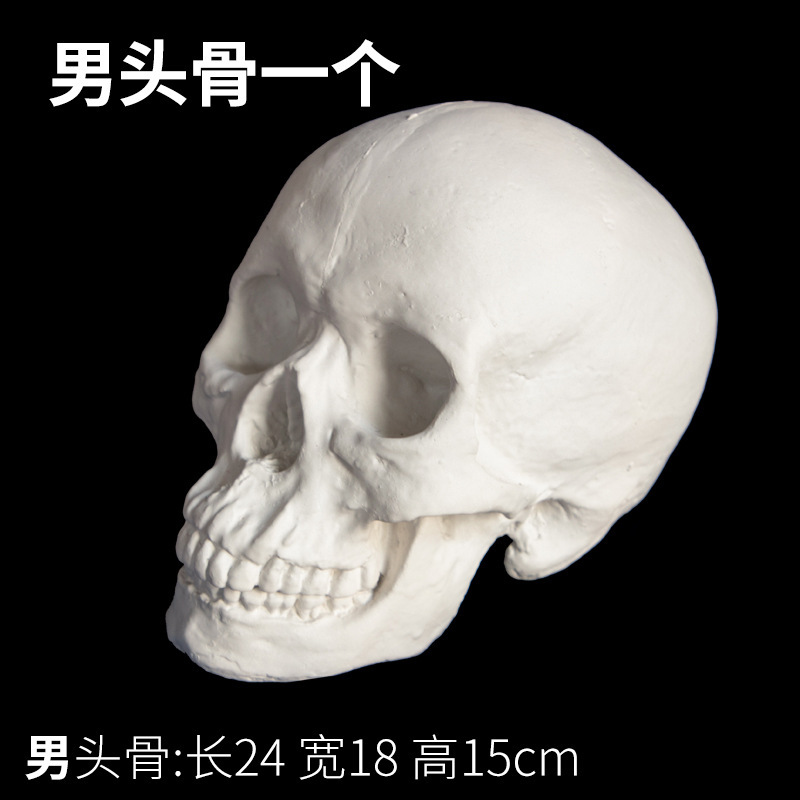 素描石膏几何体美术石膏像写生模型摆件16个大号静物教具男头骨|undefined