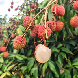 瓜果类;苹果;其他水果