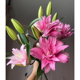 Double Lily Pink Elena Kunming Dounan Airlines Free Shipping Home Flower Farmer Base Straight Hair Water Flower Arrangement