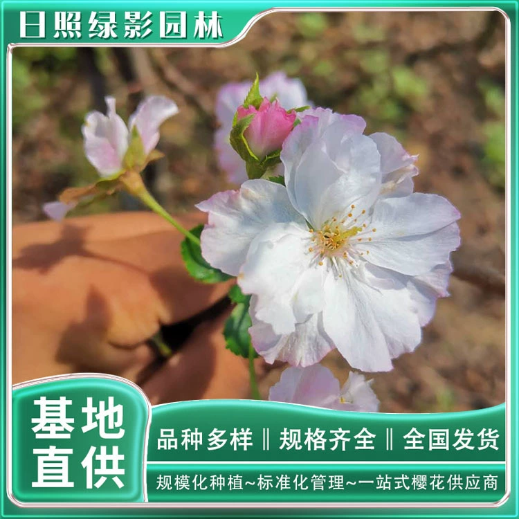 Ценники Медаль Саженцы Вишни Зеленый Теневой Сад 8 см Медаль Цветение Вишни