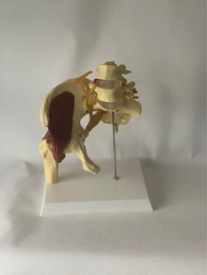 Human Half Hip Joint with Muscles Demonstration Teaching Model with Nerves, Pelvic Spine and Intervertebral Disc Herniation
