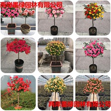 ����¼������ǸߗU�¼�����ͥԺ¶ֲ̨����Nޱ������ֲ����]