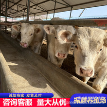 ���N�����Rţ �����Rţ��r�� �����R��ţ�BֳЧ�����