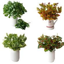 �^�z����G�}�S������ֲ���ľGֲ�������滨