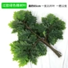 Lemon yellow green camphor leaves 12 branches