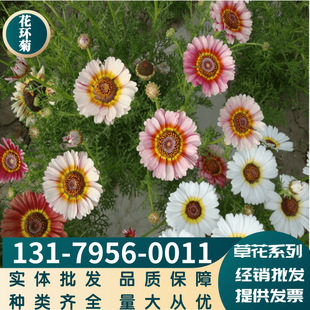 Factory Direct Sales Garland Chrysanthemum Sea Greening Flower Bed Balcony Chrysanthemum Chrysanthemum Border Potted Rainbow Chrysanthemum Large Quantity and Favorable Price