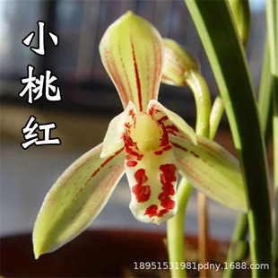 �؃rС�Ҽt�m���紺�m���t�؝����Ϳ͏d�҃��⻨�ܾGֲ�����ͺ�