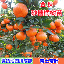 ����ɰ���ٹ��������Ե���ɳ�ǽ��Ϸ������Nֲ�޽Ӹ����箔��Y��