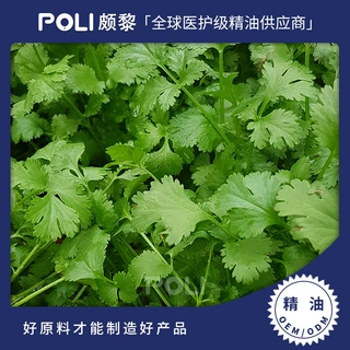 印度进口香菜精油 天然芫荽精油原料供应 POLI颇黎补水精油原液