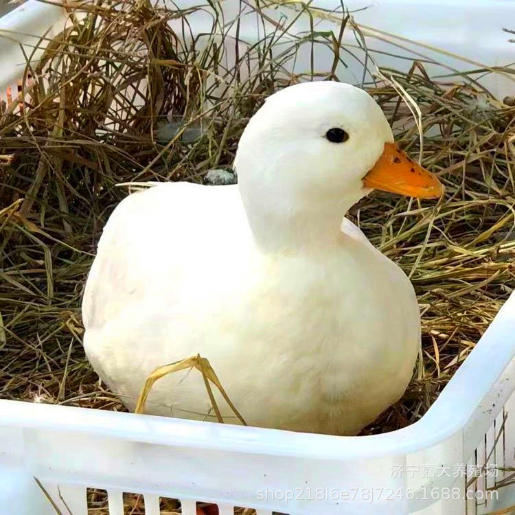 853a472e03be33facb7ebe4fdabb97