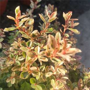 С��𼬲��~�������ͥԺ���@������ľ���ͺ��͟��ɫľ�^�~ֲ��