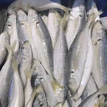 单冻 片冻 巴浪鱼 刺巴鱼 出口  批发 鱼饭原料