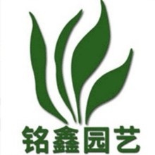 �S��ֱ���F؛ ���� ˮ��ֲ�� ��ľˮ������   ���G��ľ�@�־G��