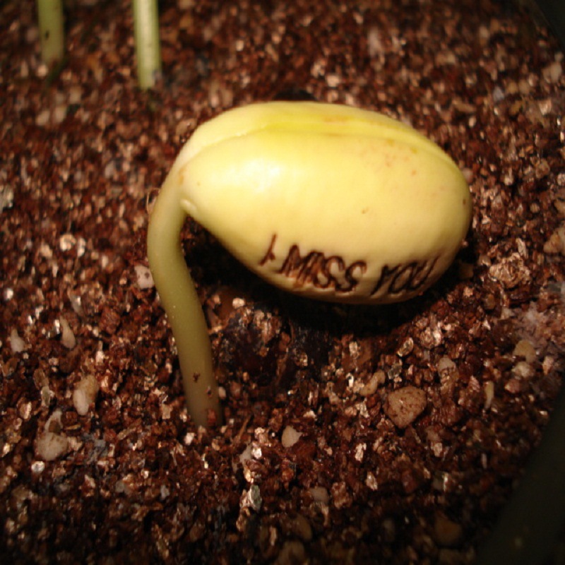 35��С��װ����Ӫ������ʯ2-4mm ����԰�����Ի��ʶ�����ֲ��ʯ