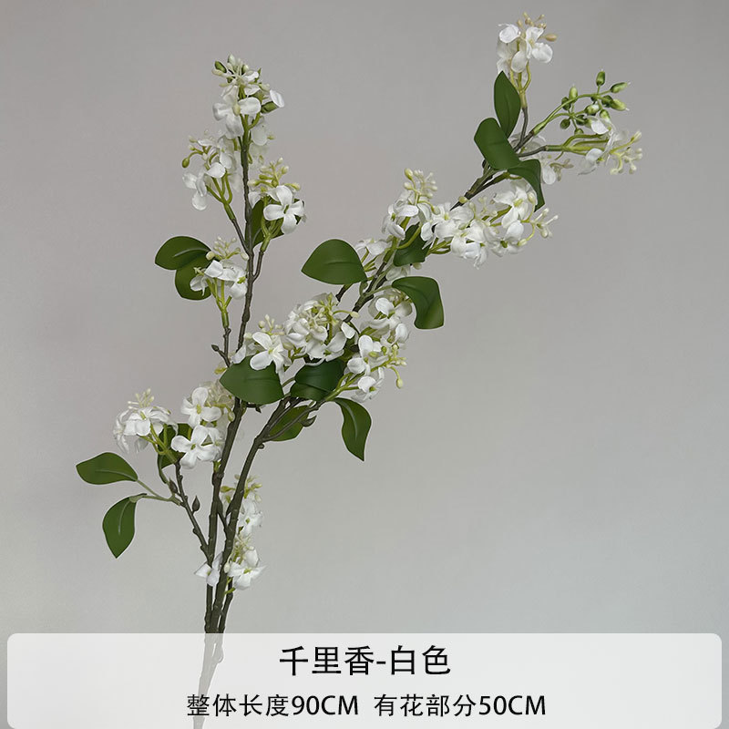 건리 향