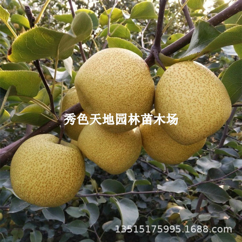 嫁接梨树苗晚秀梨味甜汁多果大晚熟梨子树苗庭院盆栽果树当年结果